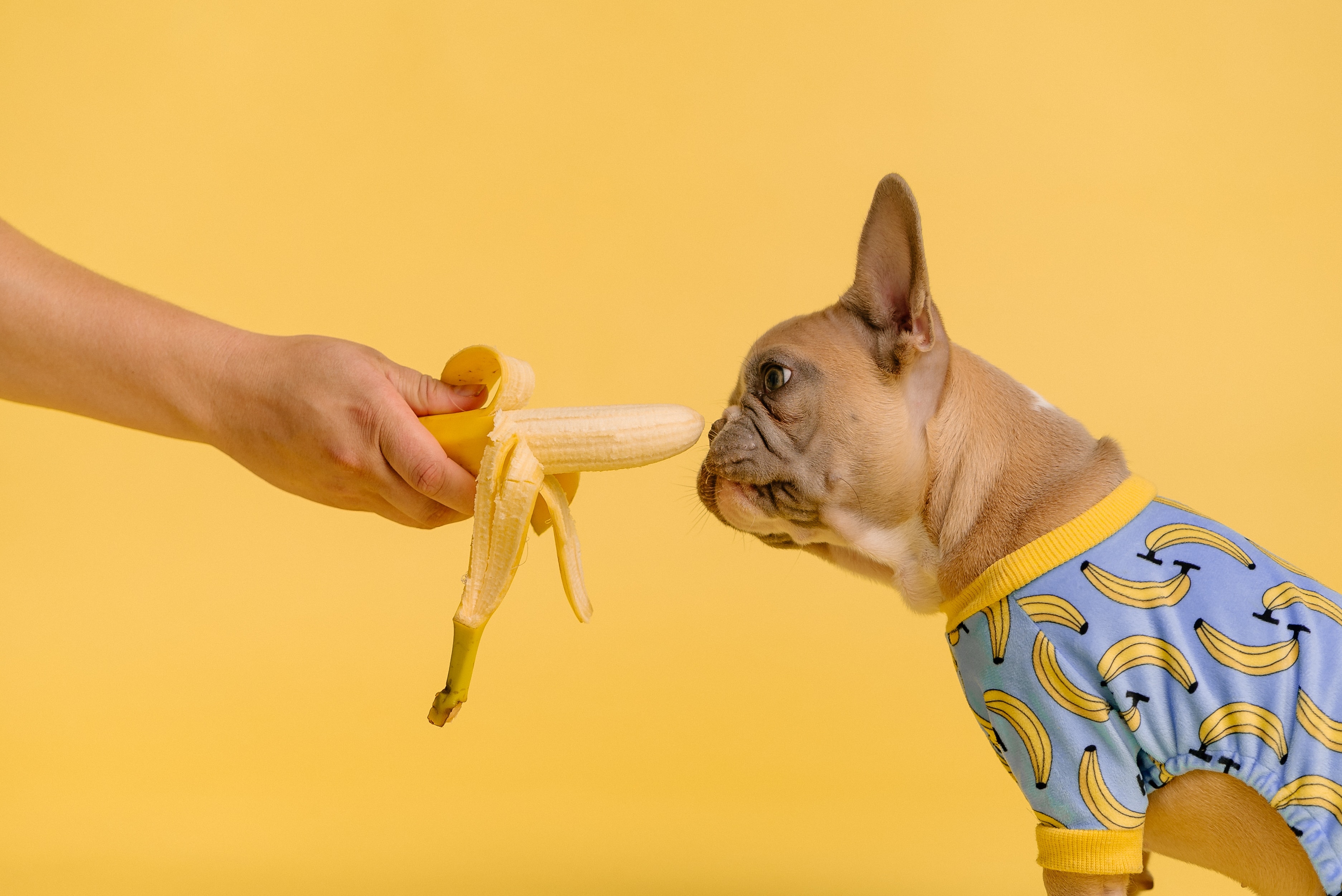 How to Feed Bananas to Dogs Safely