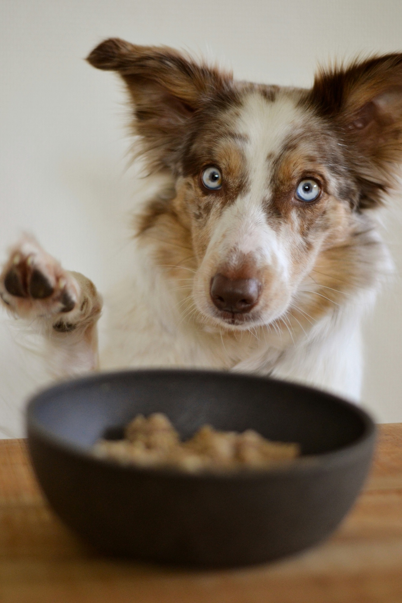 Can Kibbles be Mixed With Raw Food